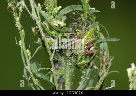 Grüne Luchs-Spinne, Peucetia viridans, weibliches Wachennest Stockfoto