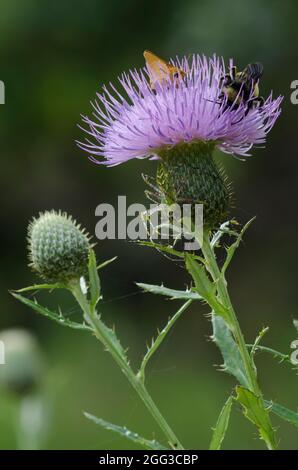 Delaware Skipper, Anatrytone logan, Bumble Bee, Bombus sp., Futter auf Thistle, Cirsium altissimum, Green Lynx Spider, Peucetia viridans, lauert unten Stockfoto