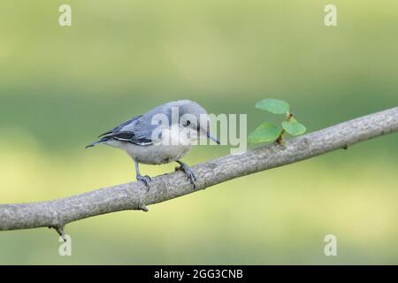 Ein süßes Pygmäenfilet thront auf einem Zweig im Norden Idahos. Stockfoto