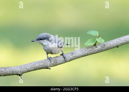 Ein süßes Pygmäenfilet thront auf einem Zweig im Norden Idahos. Stockfoto