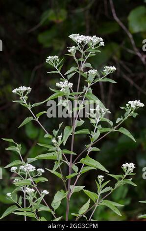 Laterblühender Vollkrautkraut, Eupatorium serotinum Stockfoto