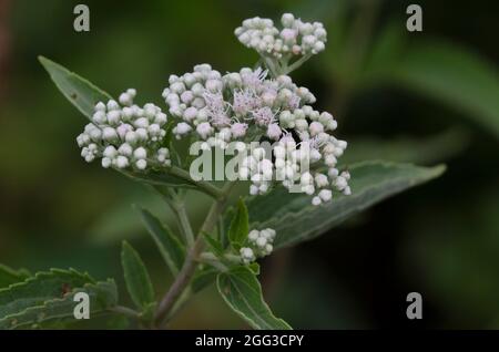 Laterblühender Vollkrautkraut, Eupatorium serotinum Stockfoto