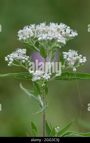 Laterblühender Vollkrautkraut, Eupatorium serotinum Stockfoto