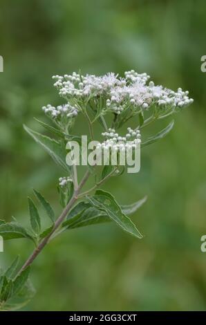 Laterblühender Vollkrautkraut, Eupatorium serotinum Stockfoto
