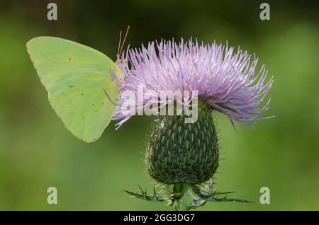 Wolkenloser Schwefel, Phoebis sennae, männlich nectaring from Tall Thistle, Cirsium altissimum Stockfoto