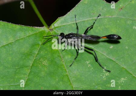 Fadenwasp, Ammophila sp. Stockfoto