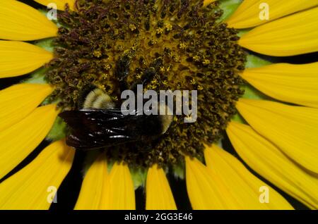 Amerikanische Bumble Bee, Bombus pensylvanicus, Nahrungssuche auf gewöhnlicher Sonnenblume, Helianthus annuus Stockfoto