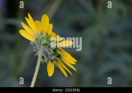 Gemeinsame Sonnenblume, Helianthus annuus Stockfoto