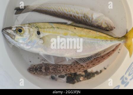 Frisch gefangener Fisch in einem Eimer Wasser Stockfoto