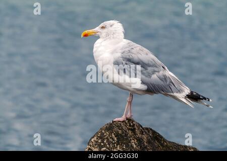 Horizontale Nahaufnahme der erwachsenen europäischen Heringsmöwe, Larus argentatus, mit brütendem Gefieder, die auf einem Felsen mit Ostsee im Hintergrund sitzt Stockfoto