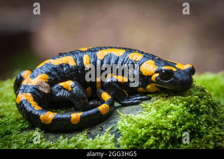 Nahaufnahme eines Feuersalamanders auf dem mit Moosen bedeckten Felsen auf einem Feld Stockfoto