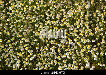 Kamille, ungarische Kamille, wilde Kamille oder duftende Mayweed, echte Kamille, Matricaria recutita, Ungarn, Magyarország, Europa Stockfoto