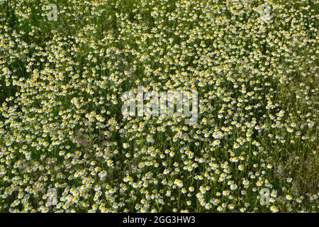 Kamille, ungarische Kamille, Wildkamille, duftende Mayweed, echte Kamille, Camomille sauvage, Matricaria recutita, Ungarn, Magyarország, Europa Stockfoto
