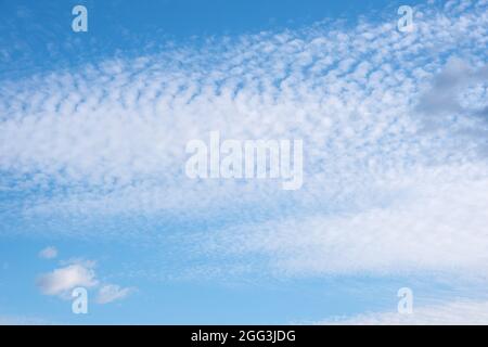 Weiße, federleichte, flauschige Wolken auf blauem Himmel, Hintergrund und Textur. Cirrus Wolken am blauen Himmel, schöner Cirrus uncinus am blauen Sommerhimmel Stockfoto