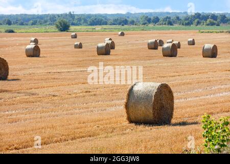 Nach der Ernte des Weizens werden große Strohrollen ordentlich in der Mitte des Feldes gegen den Horizont und den blau bewölkten Himmel gestapelt. Speicherplatz kopieren. Stockfoto