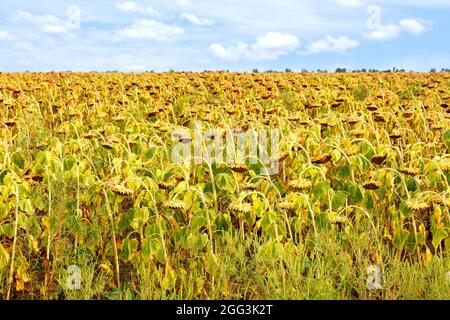 Landwirtschaftliches Feld mit reifen Sonnenblumen vor einem blau bewölkten Himmel in Unschärfe. Speicherplatz kopieren. Stockfoto