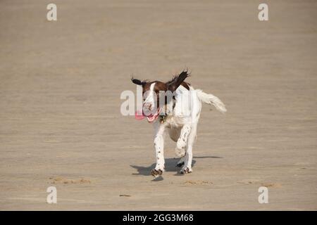 Ein englischer Springer Spaniel Hund, der alleine an einem Sandstrand läuft. Stockfoto