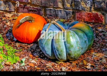 Zwei dekorative Kürbisse von Brick Wall auf Herbstblättern Stockfoto