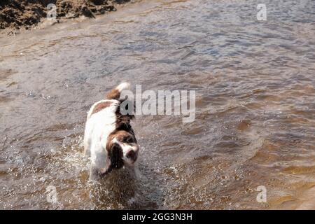 Ein nasser englischer Springer Spaniel, der Wasser abschüttelt, als es aus dem Schwimmen in einem Süßwasserstrom herauskommt. Hinweis: Absichtliche Bewegungsunschärfen zur Darstellung von Hochgeschwindigkeitsbewegungen und fliegenden Wassertropfen. Stockfoto