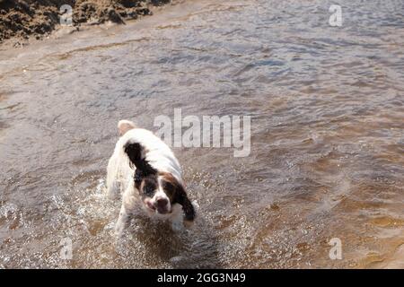 Ein nasser englischer Springer Spaniel, der Wasser abschüttelt, als es aus dem Schwimmen in einem Süßwasserstrom herauskommt. Hinweis: Absichtliche Bewegungsunschärfen zur Darstellung von Hochgeschwindigkeitsbewegungen und fliegenden Wassertropfen. Stockfoto