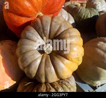 Cinderella Pumpkin, umgeben von einer Vielzahl anderer Kürbisse Stockfoto