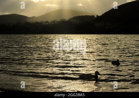 Enten am Ullswater Lake Stockfoto