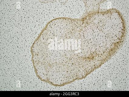 Getrockneter Wasserfleck von einer Deckenleck durch einen Regensturm in einem Geschäftsgebäude. Stockfoto