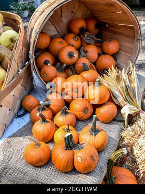 Mini-Kürbisse, die aus einem Outdoor-Marktkorb verschüttet werden. Nahaufnahme. Stockfoto