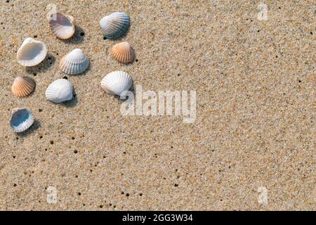 Nahaufnahme von kleinen Meeresmuscheln, die auf einem feuchten Strandsand liegen, der selbst durch die Meeresströmung hergestellt wurde. Sommerurlaub am Meer Konzept. Urlaub am Strand. Entspannen Sie sich während Stockfoto