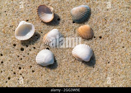 Nahaufnahme von kleinen Meeresmuscheln, die auf einem feuchten Strandsand liegen, der selbst durch die Meeresströmung hergestellt wurde. Sommerurlaub am Meer Konzept. Urlaub am Strand. Entspannen Sie sich während Stockfoto