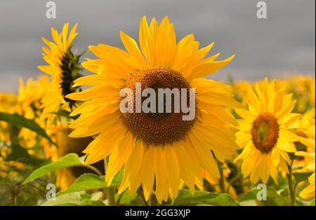 Ein schönes Sonnenblumenfeld im Spätsommer Stockfoto