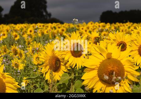 Ein schönes Sonnenblumenfeld im Spätsommer Stockfoto