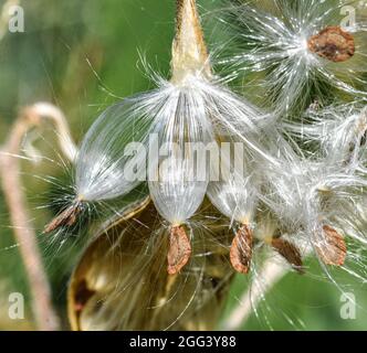 Die vom Wind aufgeblasenen Seeds (Asclepias tuberosa) sind bereit, in die Luft zu gelangen und an neue Orte gebracht zu werden. Nahaufnahme. Stockfoto