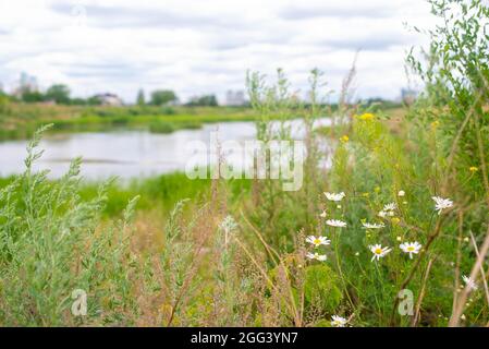 Am Flussufer wächst großes Schilf Stockfoto