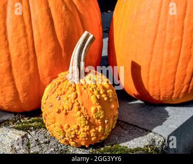 Ein Porträt eines kleinen orangefarbenen holprigen Kürbisses mit einem großen Stiel auf dem Hintergrund zweier großer Kürbisse. Long Island, New York. Stockfoto