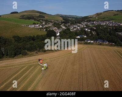 Galashiels, Großbritannien. August 2021. Caddonlee Farm, Clovenfords, Galashiels, Großbritannien Samstag, 28. August 2021. Die Bauern an den schottischen Grenzen hatten nach dem jüngsten trockenen Wetter eine Stoßzeit bei der Ernte. Die Prognose für weitere trockene Tage in der Zukunft verheißt gute Vorzeichen für die letzte Getreideernte, die noch zu ernten ist. ( Kredit: Rob Gray/Alamy Live News Stockfoto