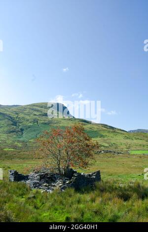 Snowdonia Wales. Dramatische Landschaft mit ruinierten Bergarbeiterhäuschen im Vordergrund. Steile Berge und Felder. Hügel am Bedgellert Dorf. SPA kopieren Stockfoto