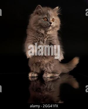 Kitty blau schildpatt britischen Langhaar, possing Kätzchen Stockfoto
