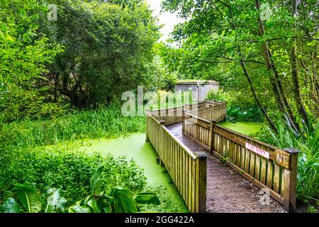 Holzbrücke über einen Teich in Conwy Water Gardens, Snowdonia National Park, Wales, Großbritannien Stockfoto