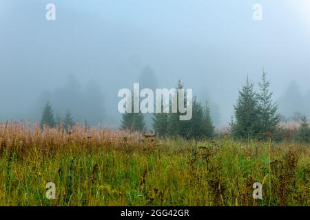 Wilde Waldlichtung mit Herbstgras im Morgennebel Stockfoto