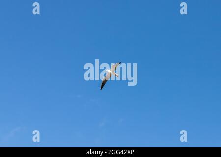 Weiße Möwe fliegt in klarem blauen Himmel, natürlicher Fotohintergrund Stockfoto