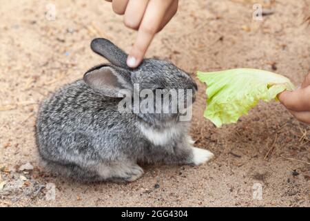 Füttern eines kleinen grauen Hasen ein Blatt grünen Salatsalat Stockfoto
