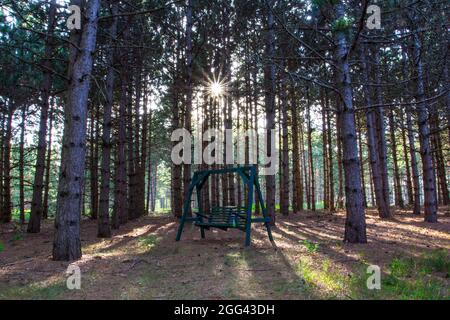 Schaukeln Sie in einem Wald mit der Sonne scheint Stockfoto