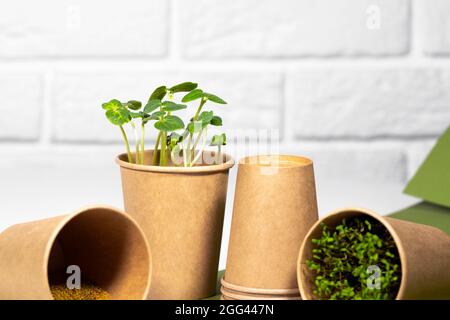 Eco-Becher Aus Papier Mit Microgreen. Junge grüne Sprossen wachsen. Gesunde Ernährung Konzept. Heller Backstein-Hintergrund. Copyspace, Umweltfreundliches Thema Stockfoto