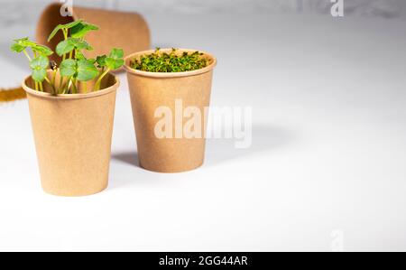 Eco-Becher Aus Papier Mit Microgreen. Junge grüne Sprossen wachsen. Gesunde Ernährung Konzept. Heller Backstein-Hintergrund. Copyspace, Umweltfreundliches Thema Stockfoto