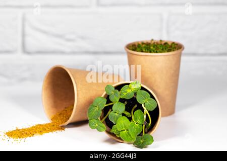 Eco-Becher Aus Papier Mit Microgreen. Junge grüne Sprossen wachsen. Gesunde Ernährung Konzept. Heller Backstein-Hintergrund. Copyspace, Umweltfreundliches Thema Stockfoto