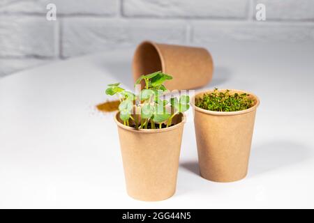 Eco-Becher Aus Papier Mit Microgreen. Junge grüne Sprossen wachsen. Gesunde Ernährung Konzept. Heller Backstein-Hintergrund. Copyspace, Umweltfreundliches Thema Stockfoto