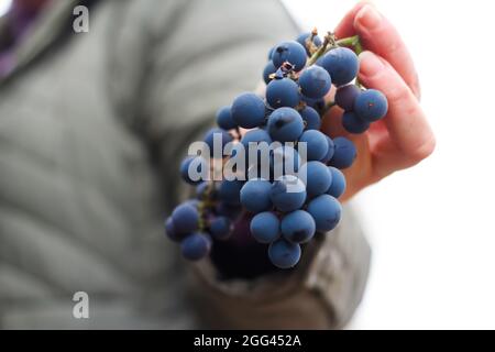 Unschärfe Frau mit Trauben Büschel halten. Rotweintrauben auf Weinreben im Weinberg, Nahaufnahme. Winzer Trauben Ernten. Weibliche Hände. Weißer Hintergrund. Aus Stockfoto
