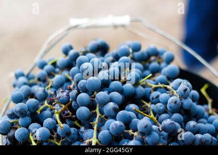 Unschärfe-Eimer aus blauer Traube. Rotweintrauben auf Weinreben im Weinberg, Nahaufnahme. Winzer Trauben Ernten. Weichzeichnen. Hintergrund aus Früchten. Nicht fokussiert. Stockfoto