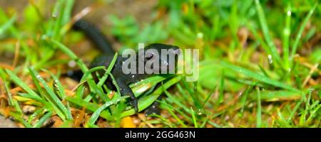 Schwarzer Alpensalamander, Salamandra atra an einem regnerischen, nebligen Tag in den bayerischen Bergen von Berchtesgaden Stockfoto